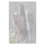 beaver custom stationery