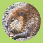 Beaver Sticker