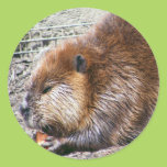 Beaver Round Sticker