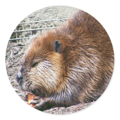 Beaver Round Sticker