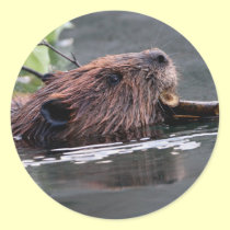 beaver stickers