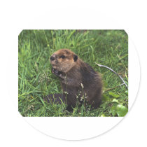 Beaver stickers by animalworld Beaver stickers