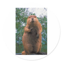 Beaver stickers by animalworld Beaver stickers