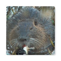 Beavers Habitat Square Magnet