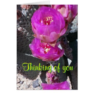 Beavertail Cactus Blossoms - Thinking of You Card