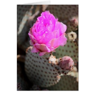 Beavertail Cactus Card card