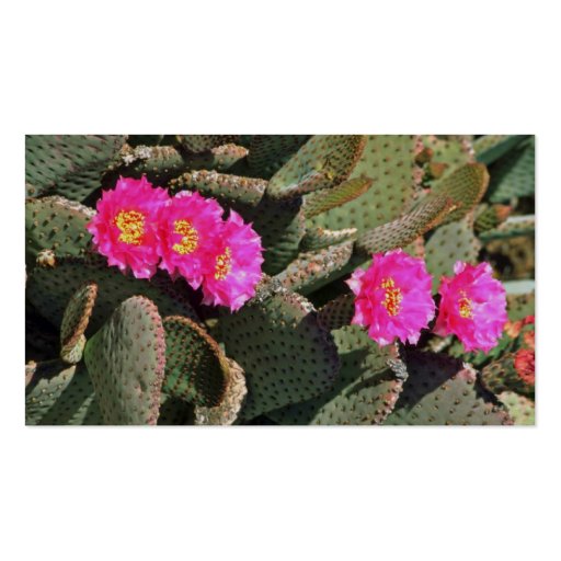 Beavertail Cactus flowers Business Cards (back side)