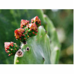 Beavertail Cactus Photo Sculptures