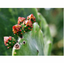 Beavertail Cactus photo sculptures by lifesphere Beavertail Cactus photo sculptures