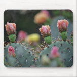Beavertail Cactus Pink flowers Mousepad