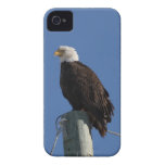 BEBS Bald Eagle Blue Sky iPhone 4 Cover