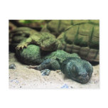 Bed Buddies Postcard