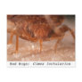 Bed Bugs: Cimex lectularius Post Cards