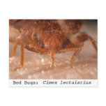 Bed Bugs: Cimex lectularius Post Cards