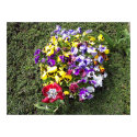 Bed of Flowers posters