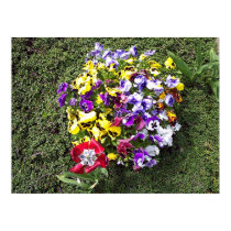 Bed of Flowers posters by janMarco Bed of Flowers posters