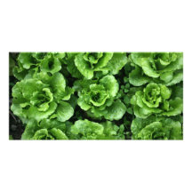 Bed of lettuce photo card template