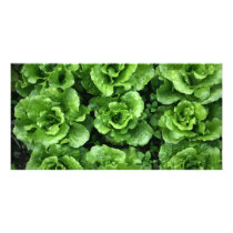 Bed of lettuce picture card