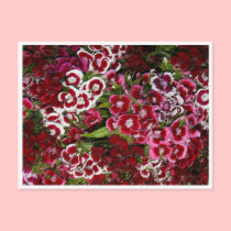 Bed of Pink Dianthus postcards by White_Wedding Bed of Pink Dianthus postcards