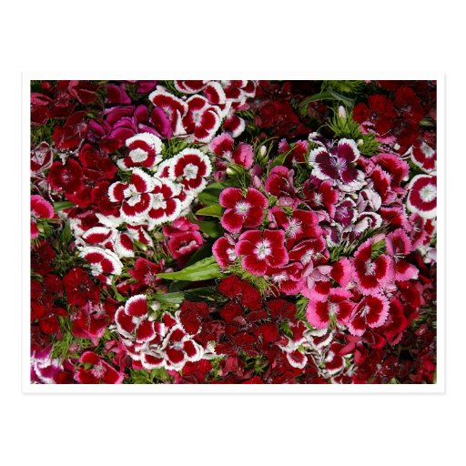 Bed of Pink Dianthus Postcard