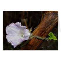 Bedewed morning glory cards
