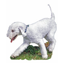 Bedlington Terrier t-shirts