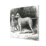 Bedlington Terriers- Mr  F  Armstrong's Gallery Wrap Canvas
