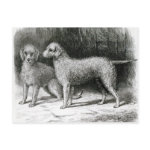 Bedlington Terriers- Mr  F  Armstrong's Postcard