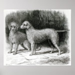 Bedlington Terriers- Mr  F  Armstrong's Poster