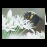 Bee2 cards