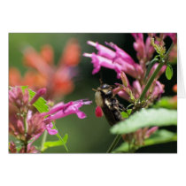 Bee Agastache cards