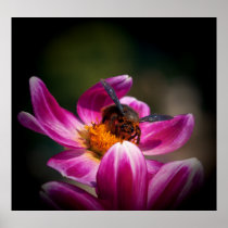 Bee and a flower poster
