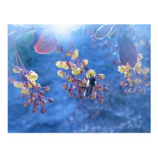 Bee and Berberis Flowers Post Cards