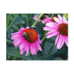 Bee and Coneflower Post Cards