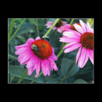 Bee and Coneflower postcards