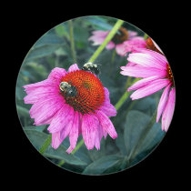 Bee and Coneflower magnets
