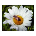 Bee and Daisy posters