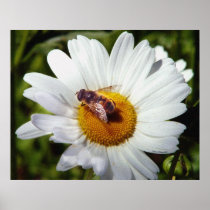 Bee and Daisy Print
