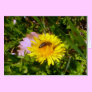 Bee and dandelion card