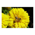 Bee and Ladybug posters