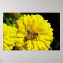 Bee and Ladybug posters