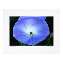 Bee and Morninglory Photograph