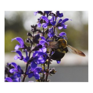 Bee and Salvia Flower Print print