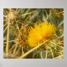 Bee and Star Thistle (Centaurea solstitialis) Print