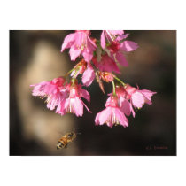 Bee and Taiwan Cherry posters