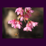 Bee and Taiwan Cherry posters