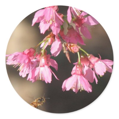 Bee and Taiwan Cherry Sticker by naturegirl7