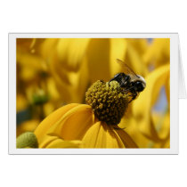 Bee and Yellow Daisy cards