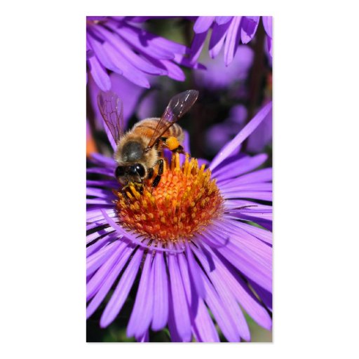 Bee Aster Flower Nature Photography Business Card (back side)