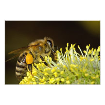 Bee at Work Photograph